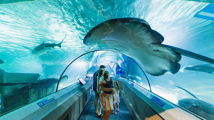 Dive into Sea Life Aquarium Dive into Sea Life Aquarium