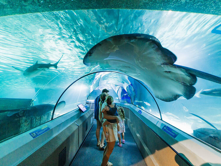 Dive into Sea Life Aquarium Dive into Sea Life Aquarium