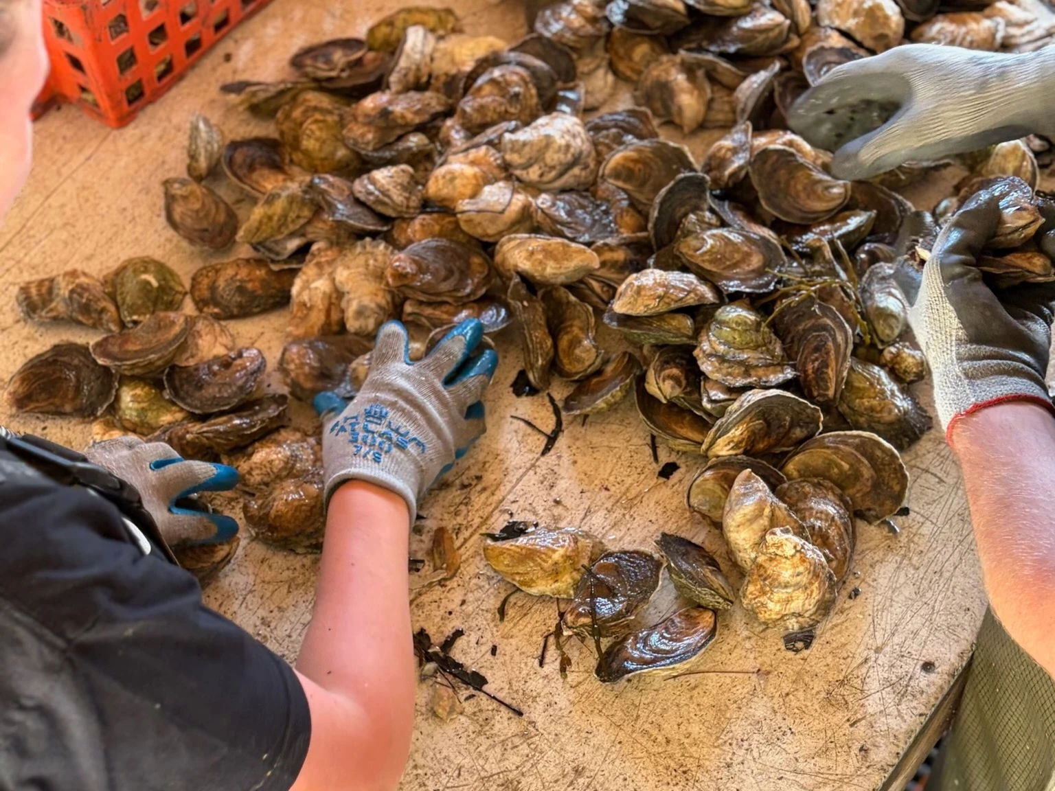 Glidden Point Oysters