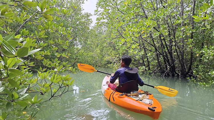 Paddle through the mangrove forests Paddle through the mangrove forests