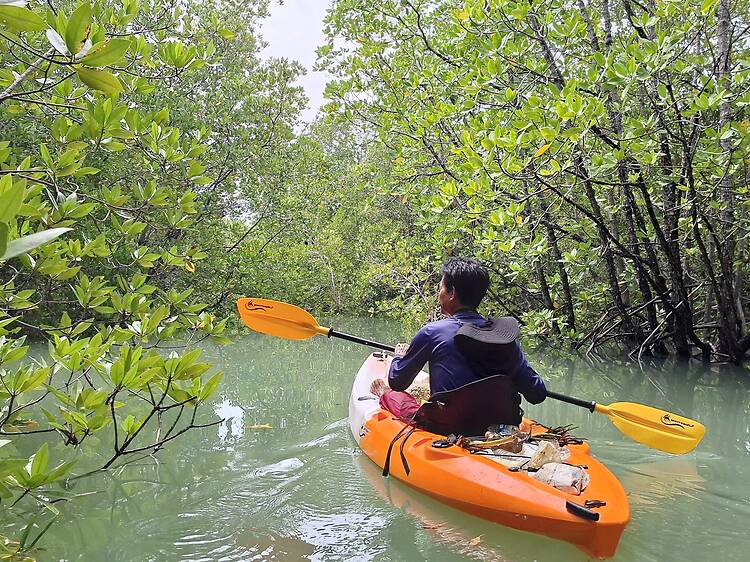 Paddle through the mangrove forests Paddle through the mangrove forests