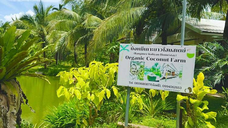 Discover the coconut plantations Discover the coconut plantations
