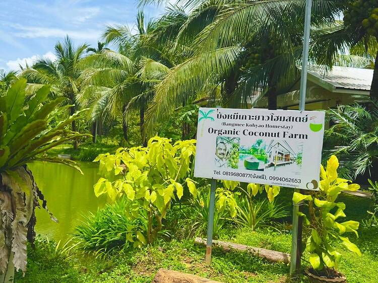 Discover the coconut plantations Discover the coconut plantations