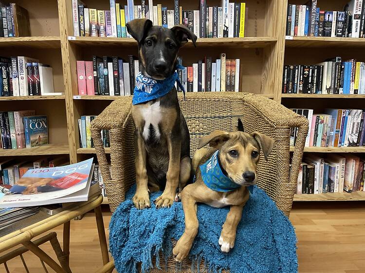 TEARS Charity Book Shops