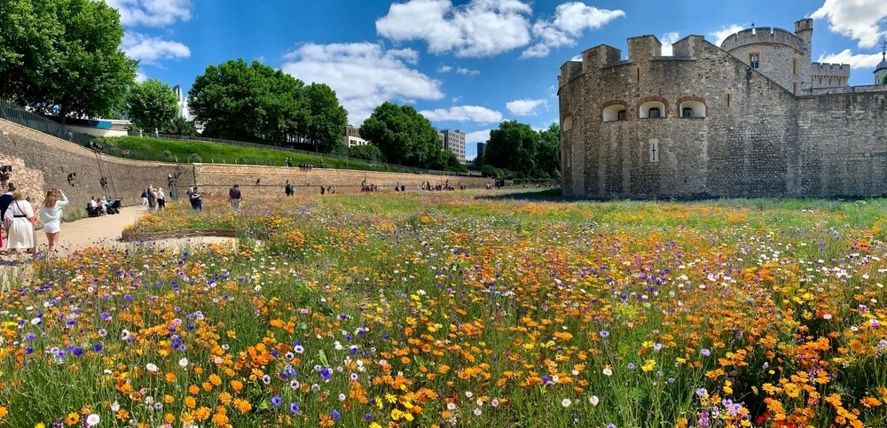 Tower of London moat