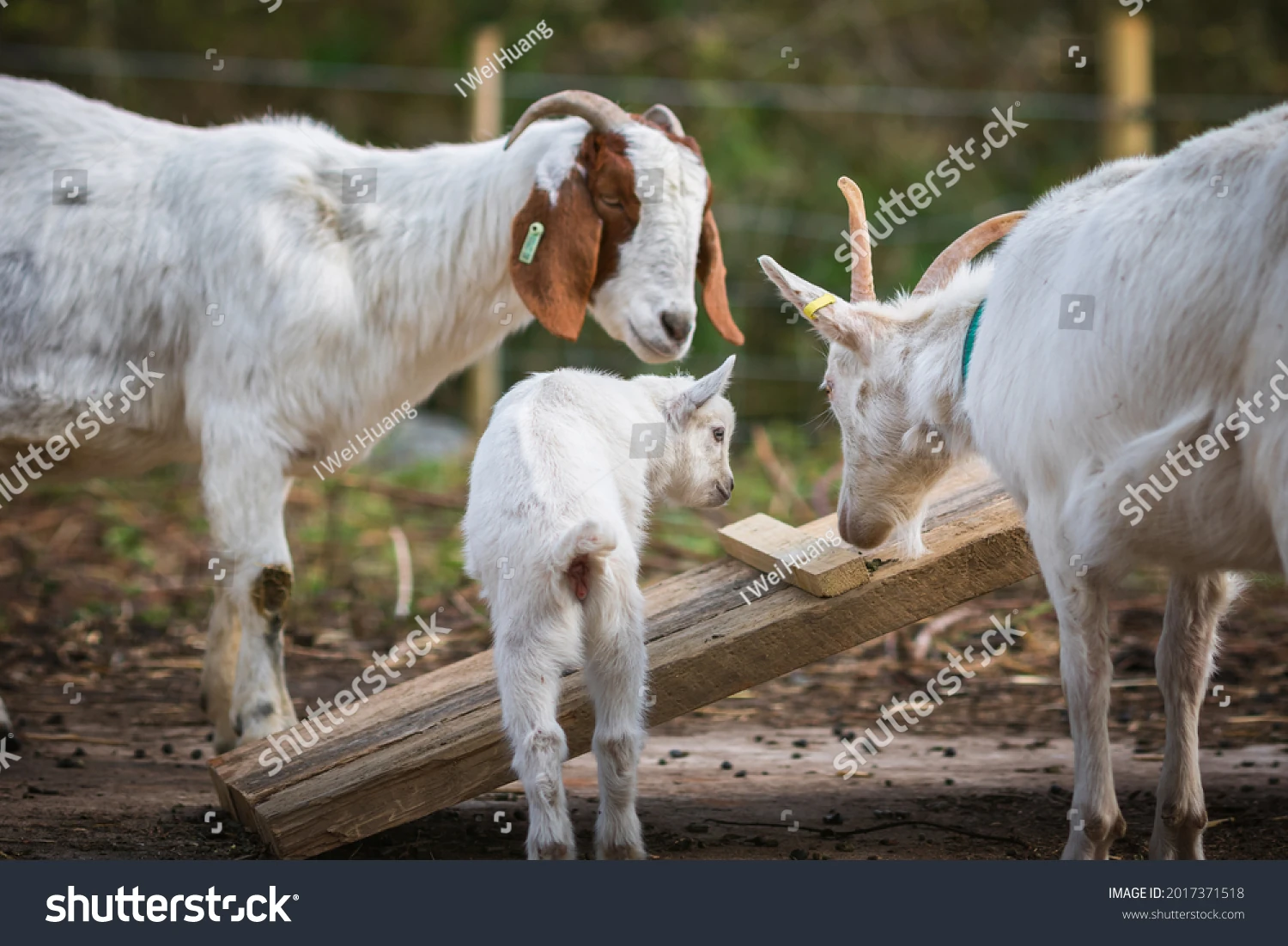 Goats on an urban farm