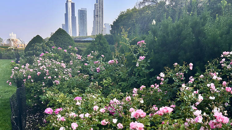 Grant Park Rose Garden Grant Park Rose Garden