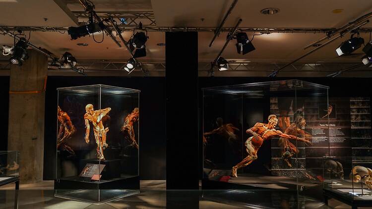 Body Worlds