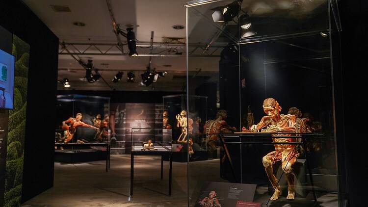 Body Worlds