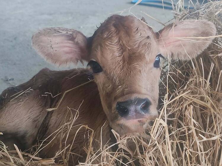 Make pizza, mozzarella and meet Jersey cows at this farm workshop Make pizza, mozzarella and meet Jersey cows at this farm workshop