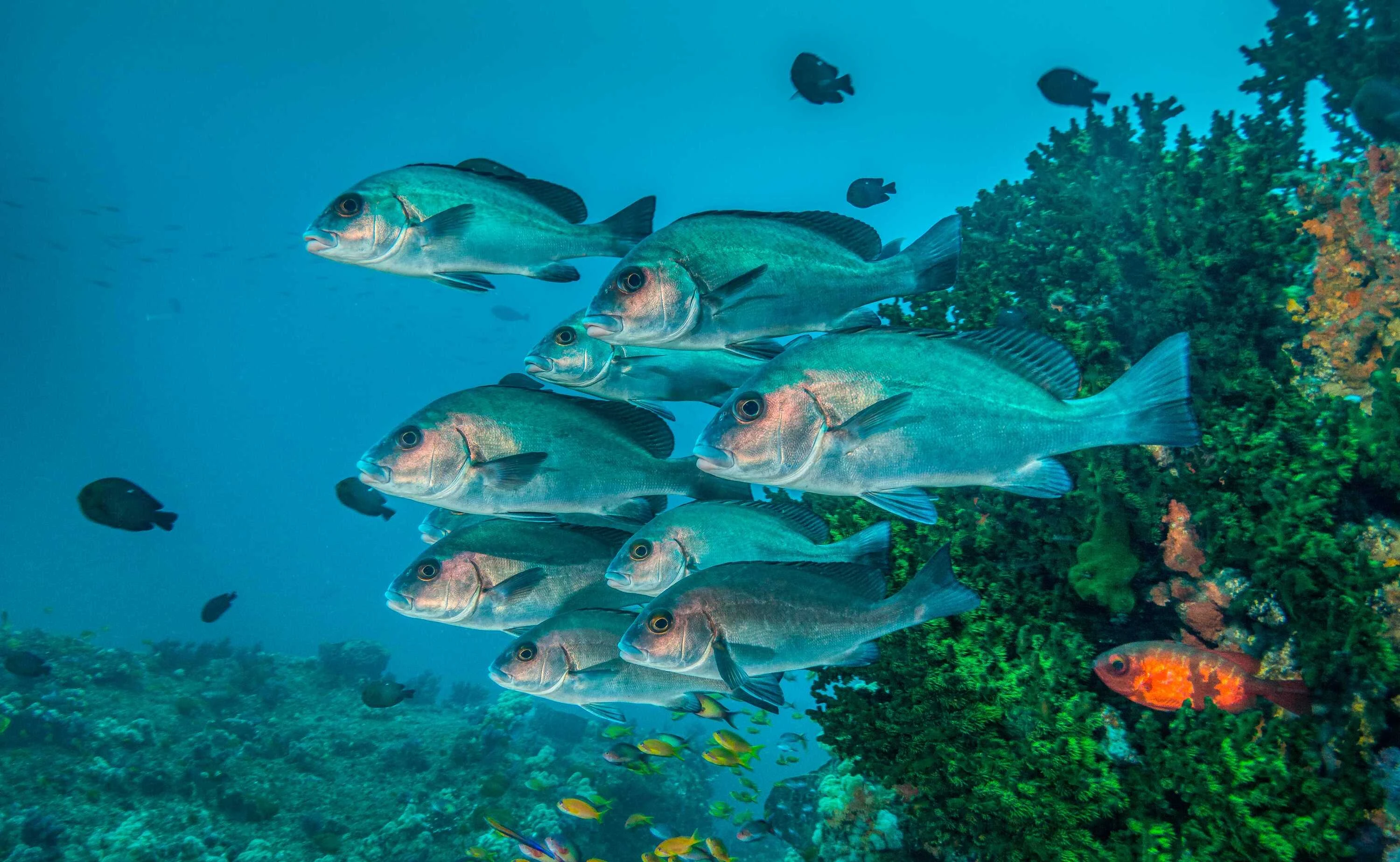 Landers Reef at Aliwal Shoal MPA. 