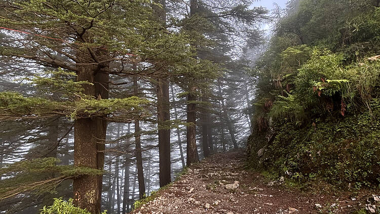 A glimpse of the walk up to the property