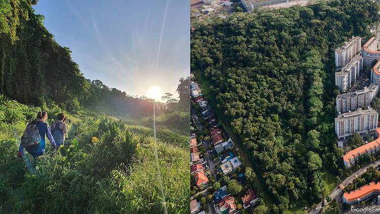 Maju Forest Maju Forest