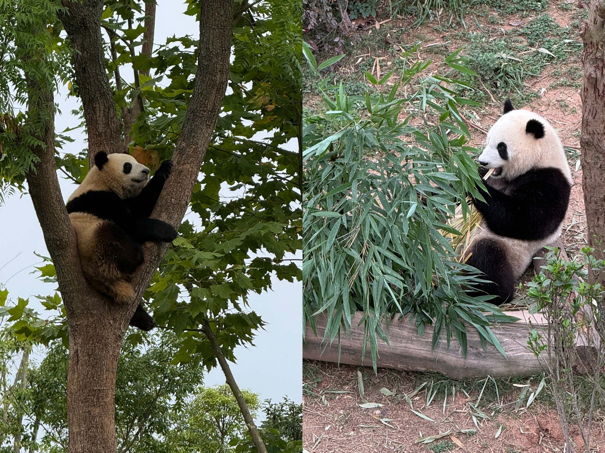 Chengdu Research Base of Giant Panda Breeding