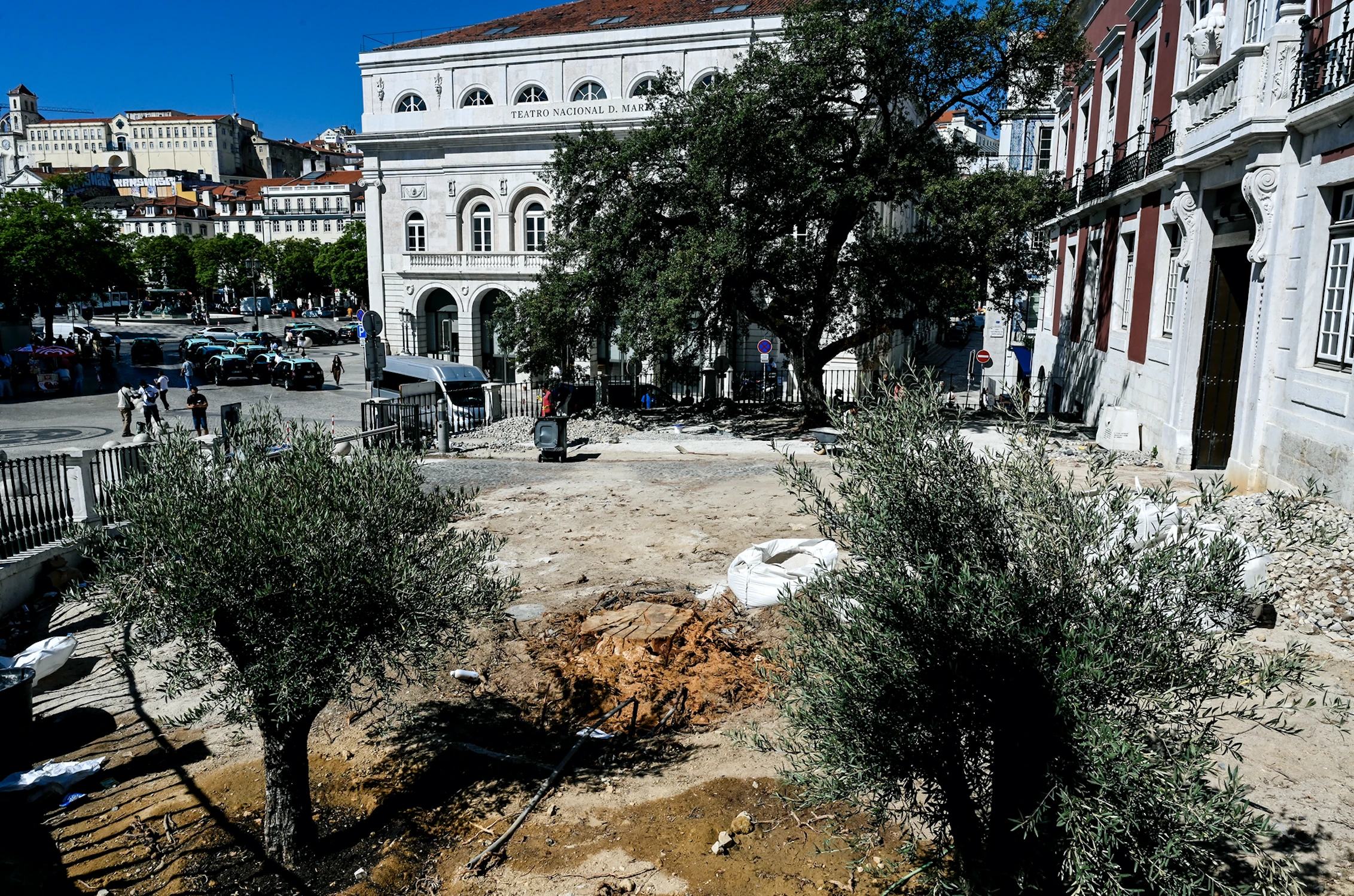 O pinheiro-manso cortado em frente ao Pal&aacute;cio da Independ&ecirc;ncia