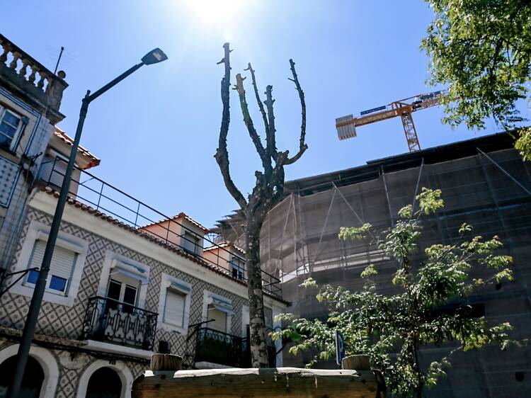 Descrentes e desiludidos, cidadãos pedem consequências para abate de árvores em Lisboa