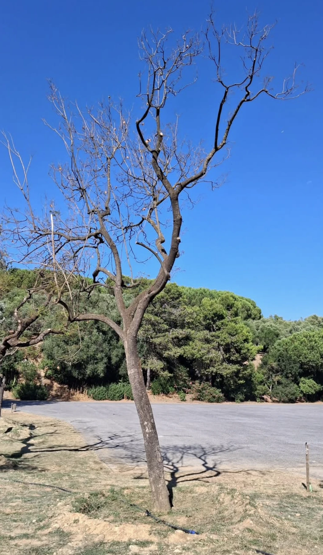 Parque da Bela Vista