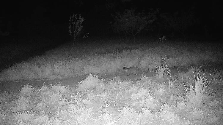 Lontra no Parque da Pena