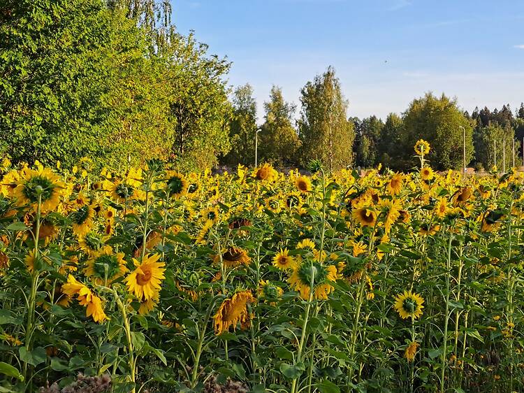 15.8. Kerää auringonkukkia Helsingin kaupungin pelloilla