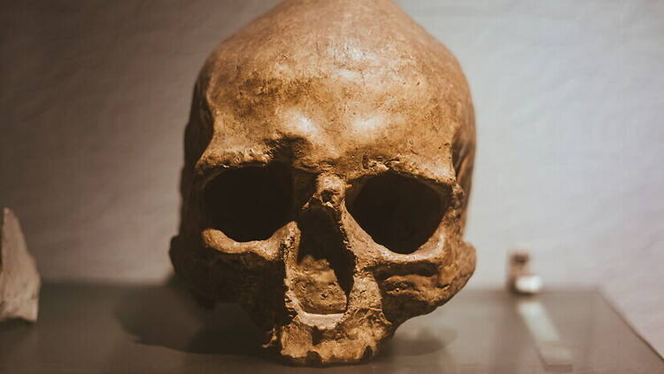 A close-up of an ancient skull on display in a museum. A close-up of an ancient skull on display in a museum.