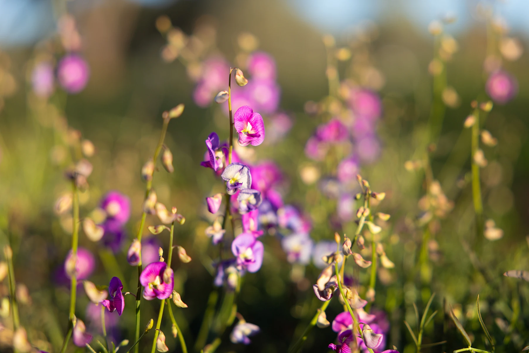 Wildflowers