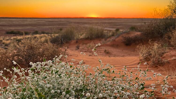 Munga-Thirri-Simpson Desert National Park, Outback Queensland Wildflowers in desert