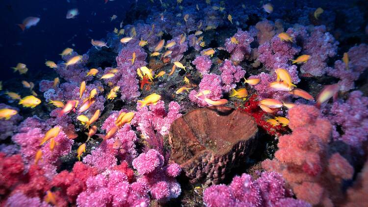 Celebrate MPA Day on 1 August and help protect the ocean inhabitants...and our planet. 