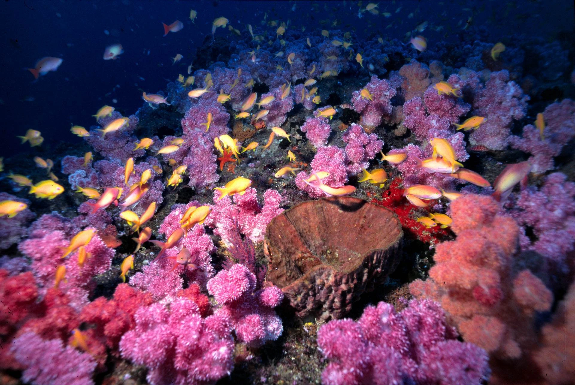 Celebrate MPA Day on 1 August and help protect the ocean inhabitants...and our planet. 