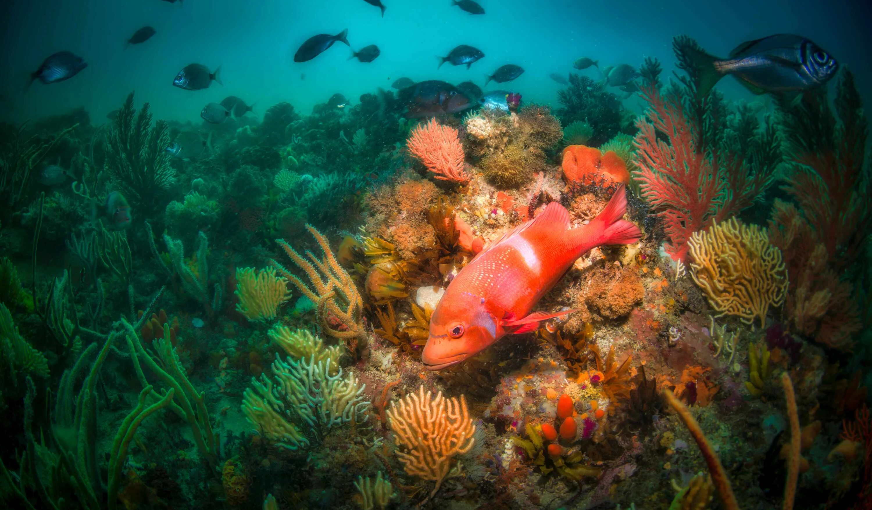 There are lots of activities planned to protect marine life this MPA Day. 
