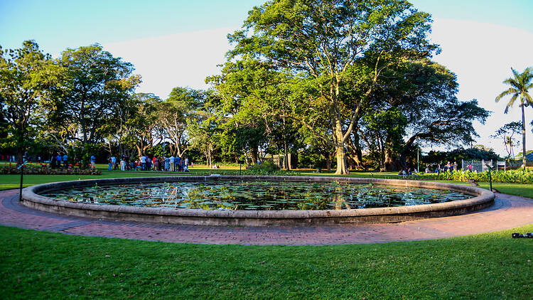 Nature water and trees in durban