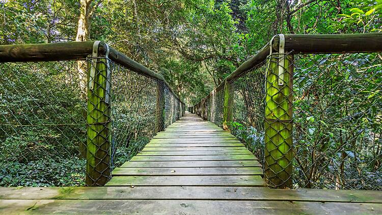  Walk above the treetops at the Dlinza Forest Aerial Boardwalk in Eshowe.