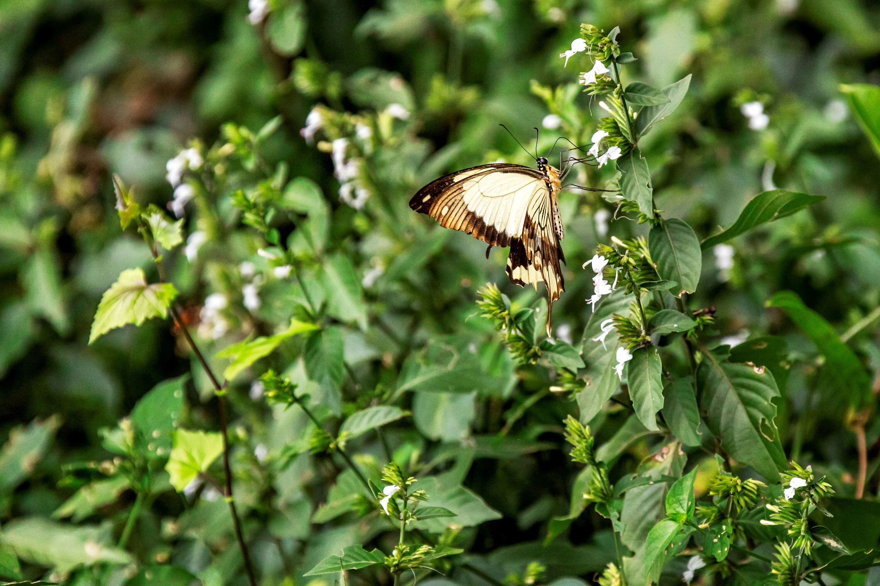 More than 80 butterfly species can be found here. 