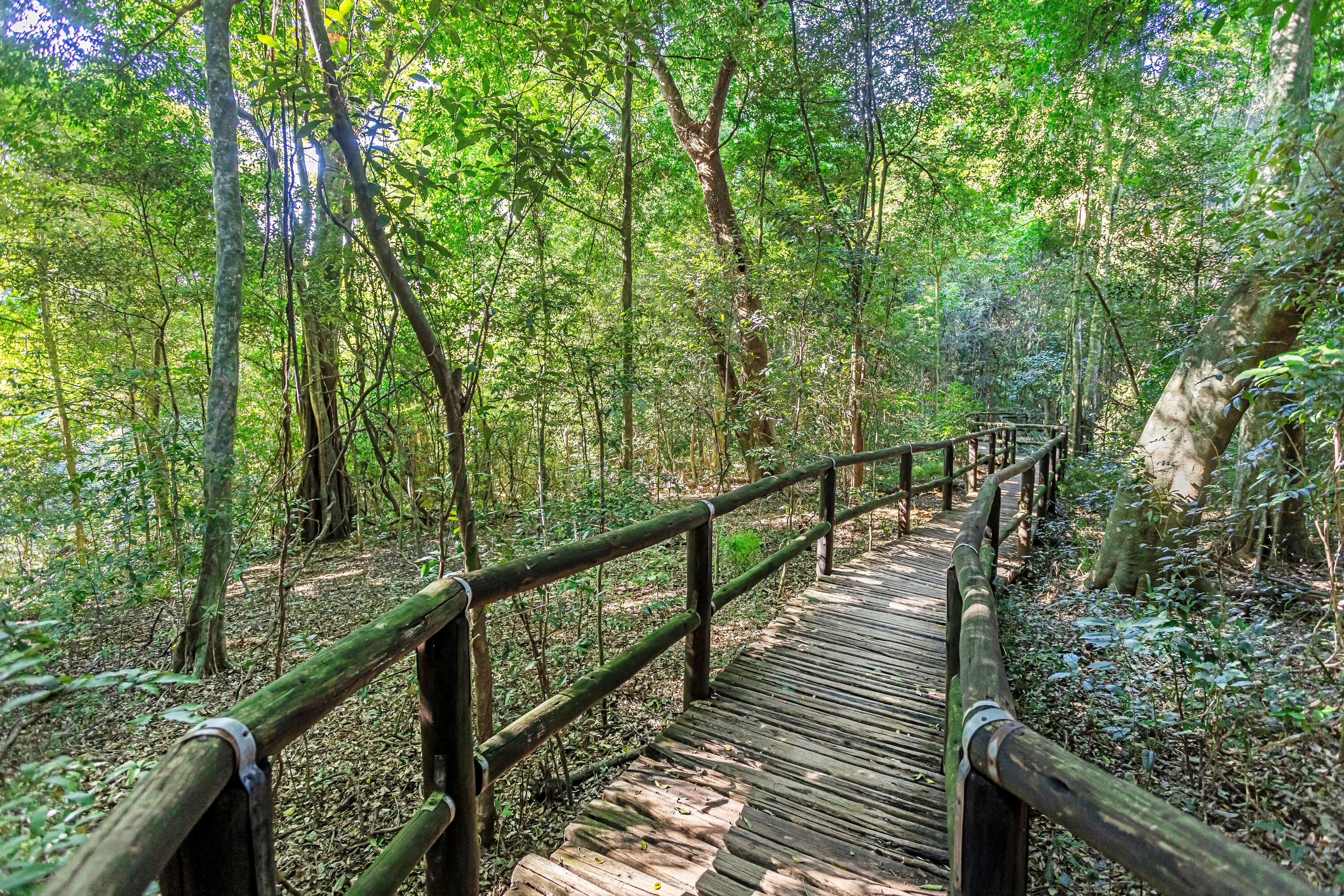 Take a walk in the heart of the forest. 
