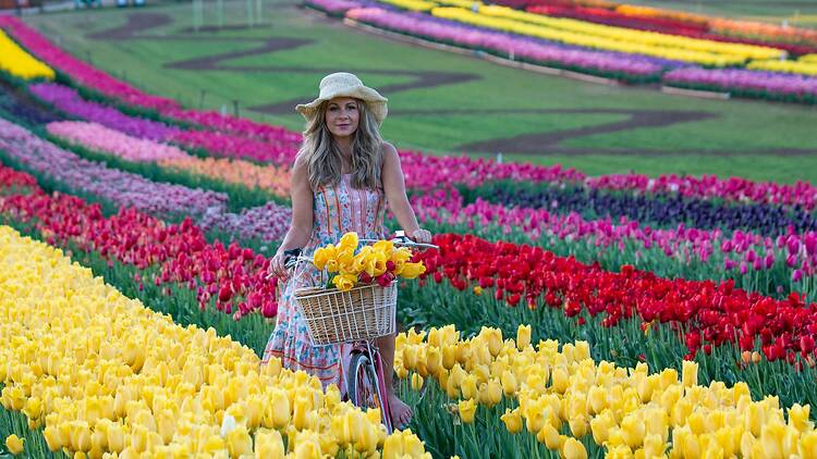 Woman cycles through a field of tulips for the Tesselaar Tulip Festival Woman cycles through a field of tulips for the Tesselaar Tulip Festival