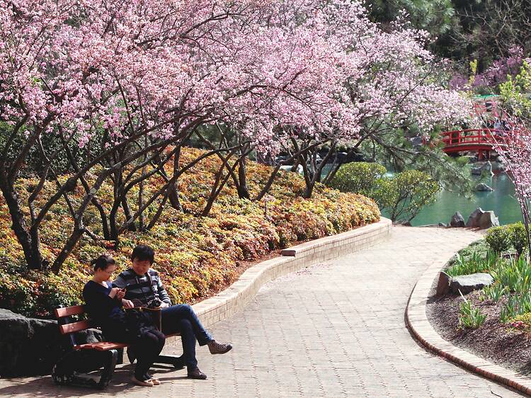 The 10 best places to see cherry blossoms in Australia The 10 best places to see cherry blossoms in Australia