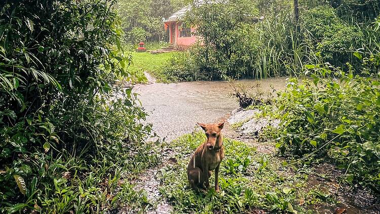 Soul Travelling's Monsoon Experience and Jungle Trail