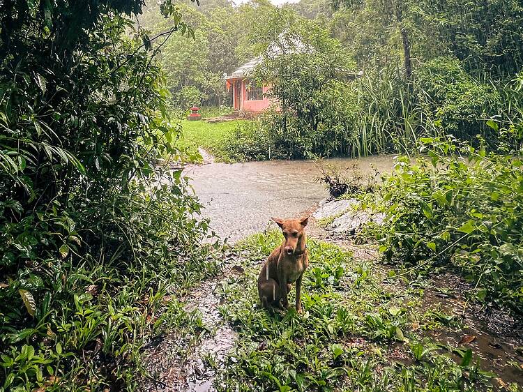 Soul Travelling's Monsoon Experience and Jungle Trail