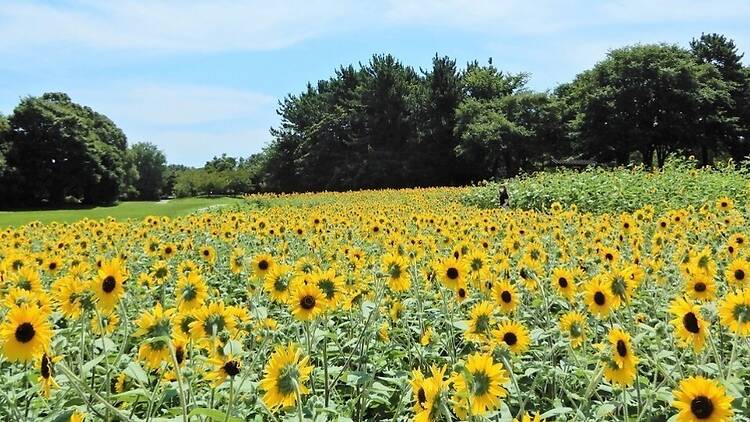 「花と光のムーブメント」葛西臨海公園 マジックアワー いのちがつながる時間
