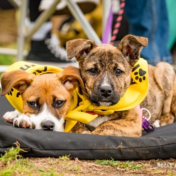 Paws-a-While Pet Fair & Market