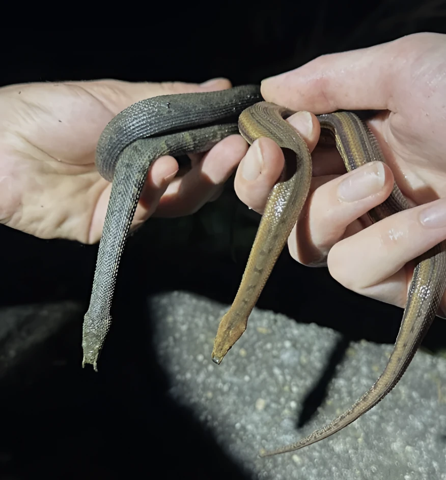 Bangkokherping