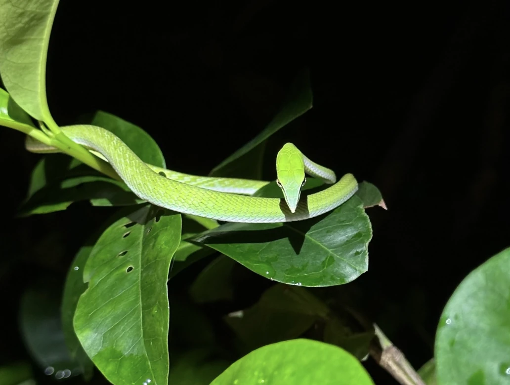 Bangkokherping