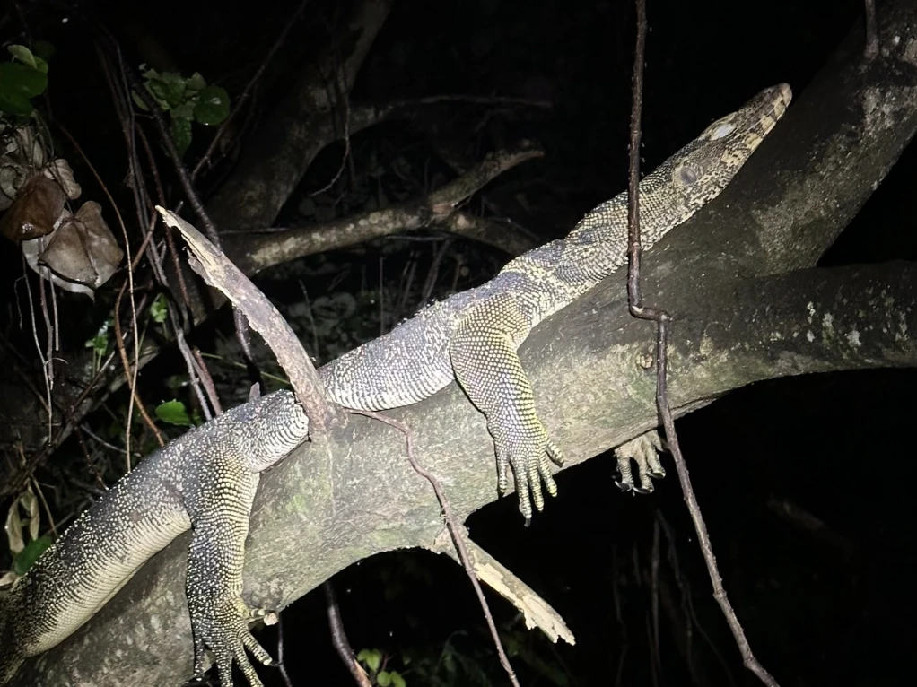 Bangkokherping