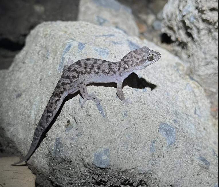 Bangkokherping