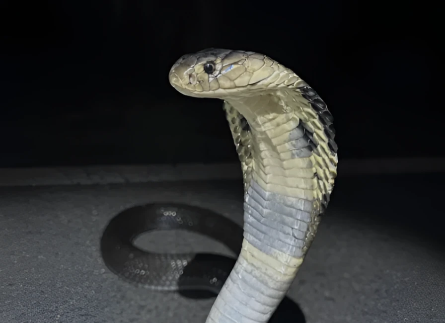 Bangkokherping
