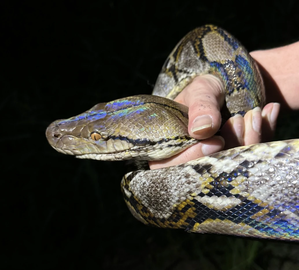 Bangkokherping