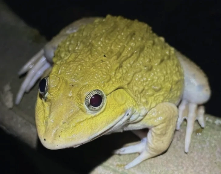 Bangkokherping
