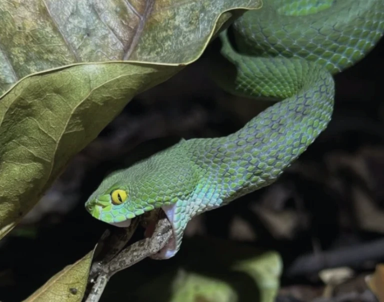 Bangkokherping