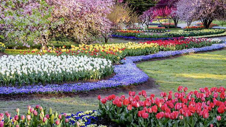 Tulip Top Gardens Tulip Top Gardens