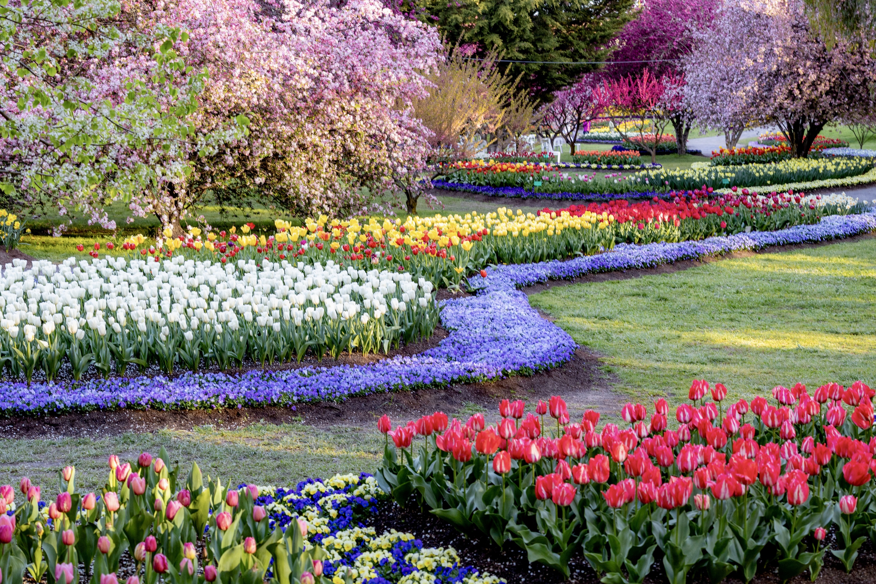 This hidden tulip garden near Australia's capital is the ultimate spring day trip