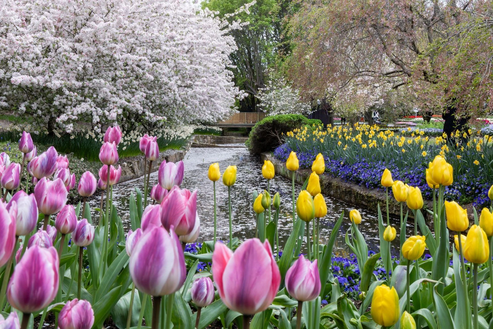 Tulip Top Gardens